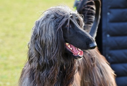 ハウンド 子犬 アフガン