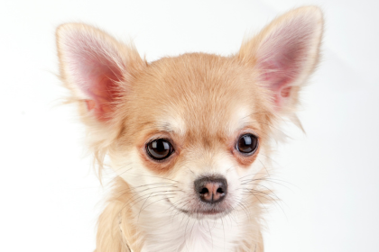 チワワの子犬を探す