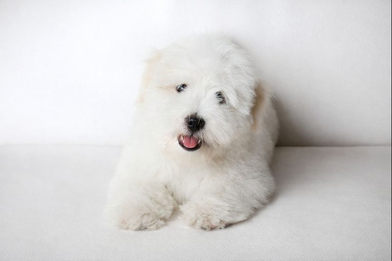 コトンドテュレアール