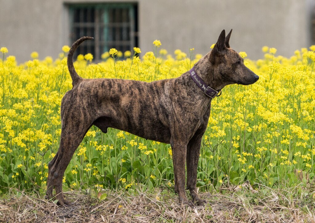 タイワンドッグ（台湾犬）