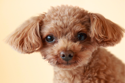 ティーカッププードルの子犬を探す