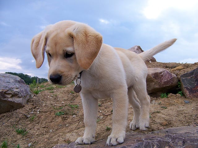 ラブラドールレトリーバーの子犬を探す ブリーダーナビ