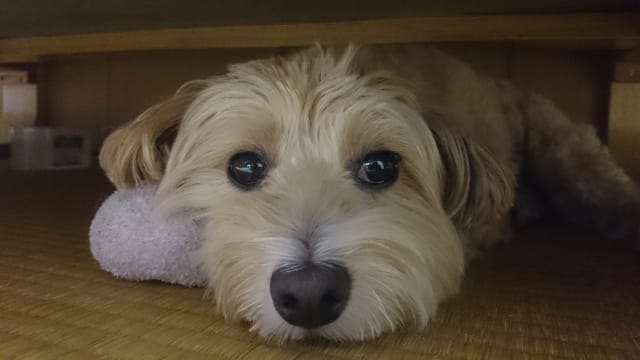 ミックス犬の子犬を探す ブリーダーナビ