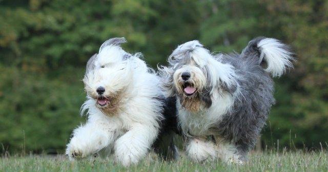 オールドイングリッシュシープドッグの子犬を探す｜ブリーダーナビ