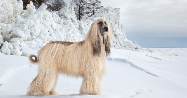 ボーダー ファインアーツ スコットランド B0119 アフガン ハウンド 犬 ボーダー ファインアーツ スコットランド B0119 アフガン ハウンド 犬