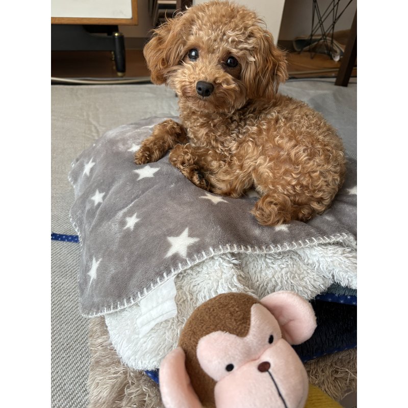 かれんさんのレビュー画像