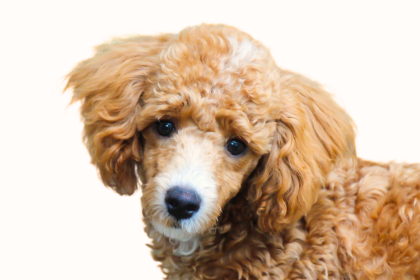 ミディアムプードルの子犬を探す