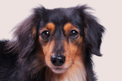 ミニチュアダックスフンド(ロングヘアード)の子犬を探す
