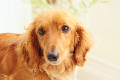 ミニチュアダックスフンドの子犬を探す